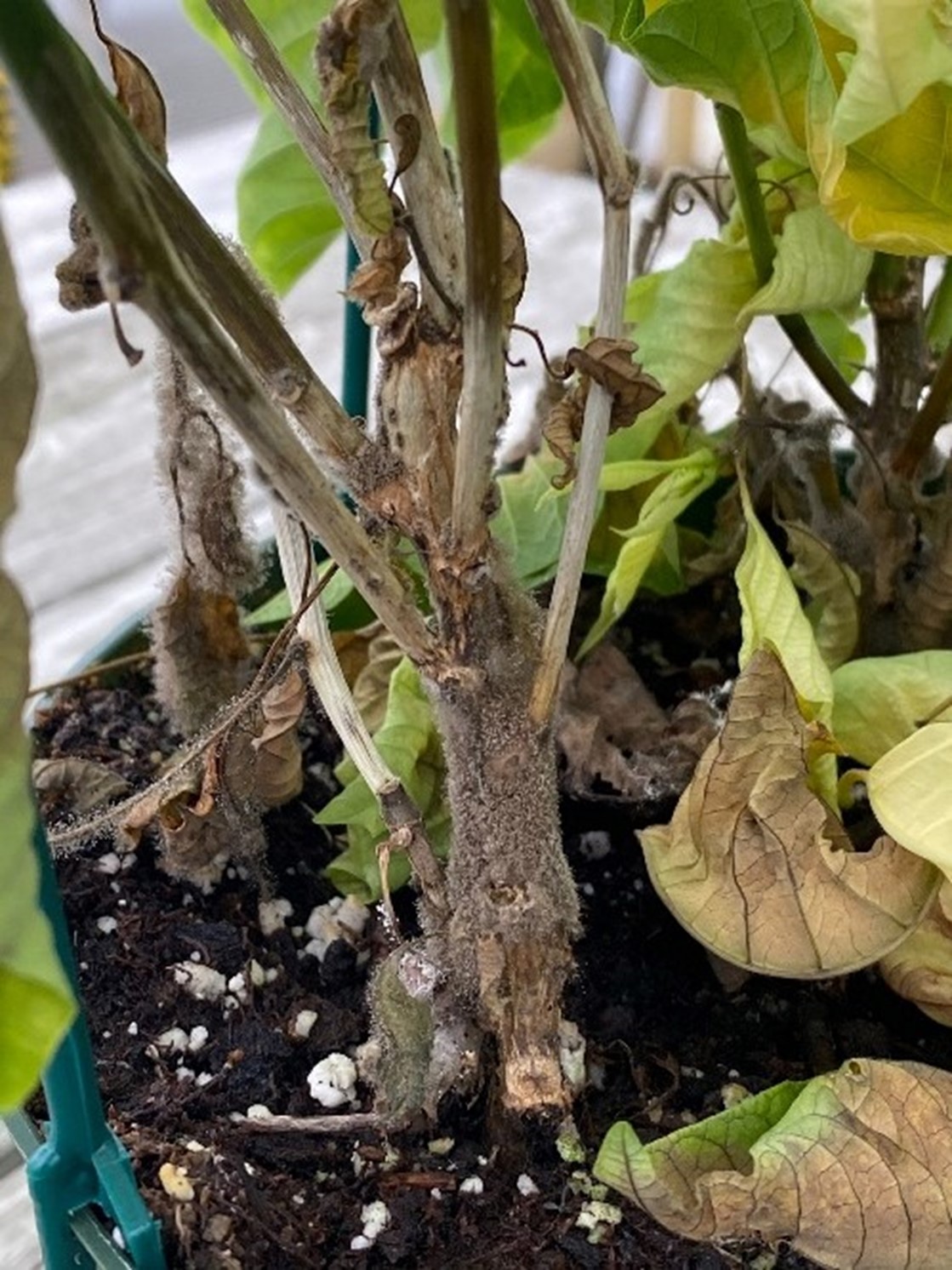Photo of poinsetta stem infected with botrytis